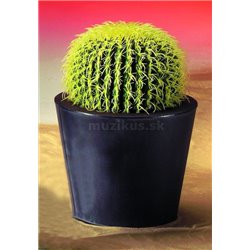 Okrúhly zlatý kaktus, 27 cm  2