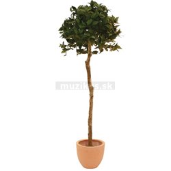 Vavrín guľatý strom 180 cm 