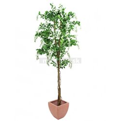 Vistérie strom, biela, 180 cm 