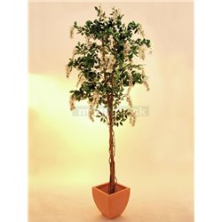 Vistérie strom, biela, 180 cm  2