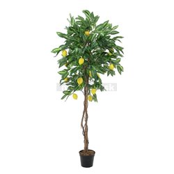 Citrusovníkov 180 cm 