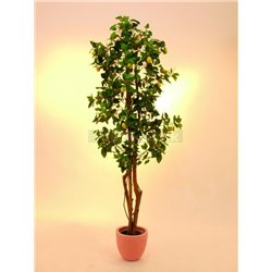 Citrusovníkov 180 cm  2