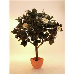 Magnólie, 150 cm  2