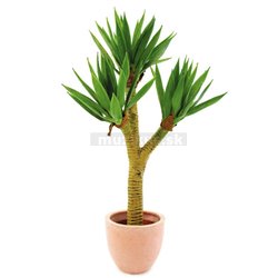 Juka palmový ker v kvetináči, 105 cm 