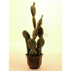 Kaktus mix v kvetináči, 54cm  2