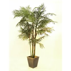 Cykasová palma, 280 cm  2