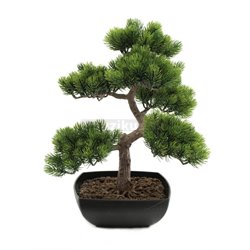 Bonsai borovica, 50 cm 