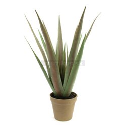 Aloe-Vera rastlina, 60 cm 