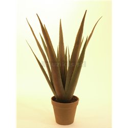 Aloe-Vera rastlina, 60 cm  2