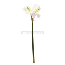 Amaryllis biely, 72 cm 