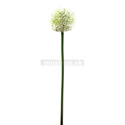 Allium, krémová, 55cm 