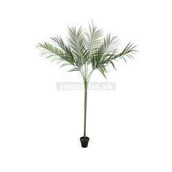 Areca palma s veľkými listami, 180cm 
