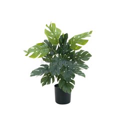 Filodendron, výška 38cm