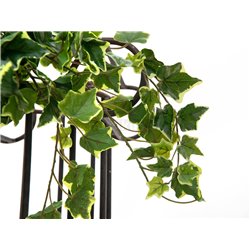 Holandský břečťan Premium, 50 cm 2