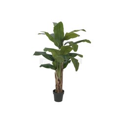 Banánovník, 120 cm