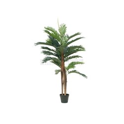Kentia palma, 120 cm