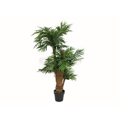 Areca palma, 140 cm 2
