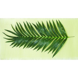 List kokosové palmy, 150 cm  2